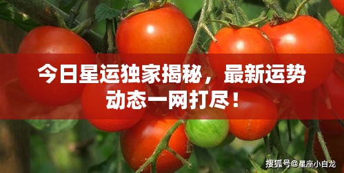 今日星運獨家揭秘,最新運勢動態一網打盡!