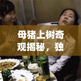 母豬上樹奇觀揭秘，獨家旅游攻略，帶你探秘獨特體驗！