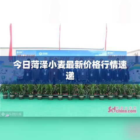 今日菏澤小麥最新價(jià)格行情速遞