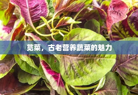 莧菜,古老營養蔬菜的魅力