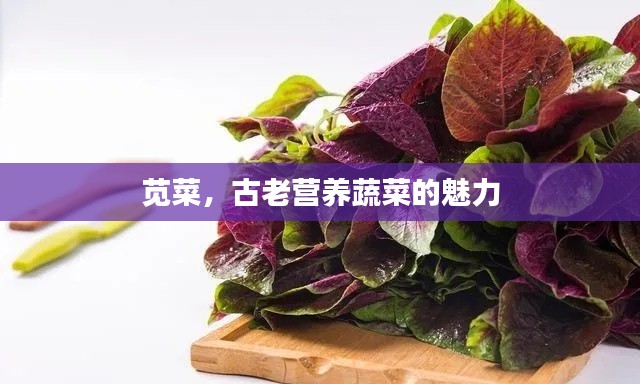 莧菜,古老營養(yǎng)蔬菜的魅力