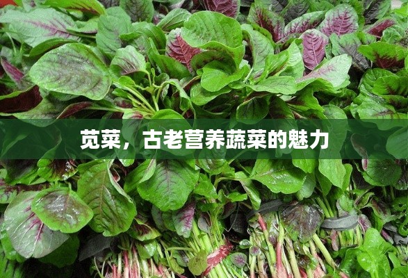 莧菜,古老營養(yǎng)蔬菜的魅力
