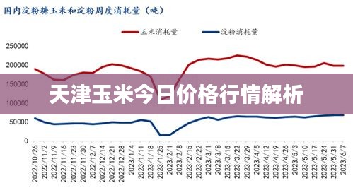 天津玉米今日價(jià)格行情解析