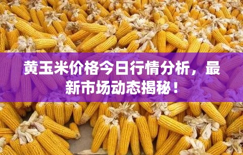 黃玉米價(jià)格今日行情分析,最新市場(chǎng)動(dòng)態(tài)揭秘!
