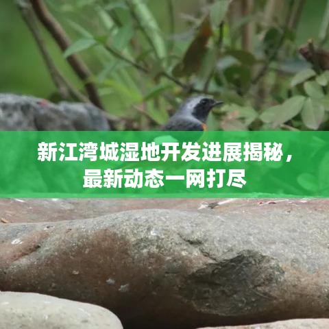 新江灣城濕地開發進展揭秘,最新動態一網打盡