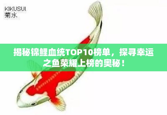 揭秘錦鯉血統TOP10榜單,探尋幸運之魚榮耀上榜的奧秘!
