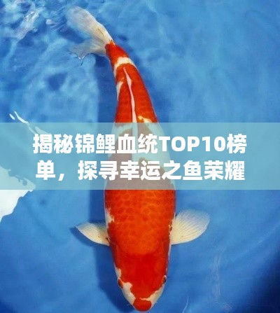 揭秘錦鯉血統(tǒng)TOP10榜單，探尋幸運之魚榮耀上榜的奧秘！