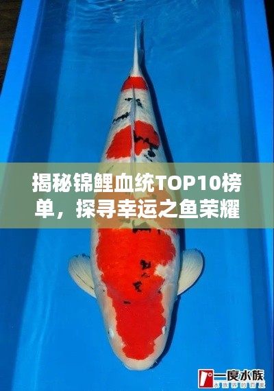 揭秘錦鯉血統TOP10榜單,探尋幸運之魚榮耀上榜的奧秘!