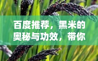 百度推薦,黑米的奧秘與功效,帶你探索黑米的世界!