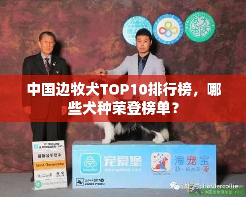 中國邊牧犬TOP10排行榜，哪些犬種榮登榜單？
