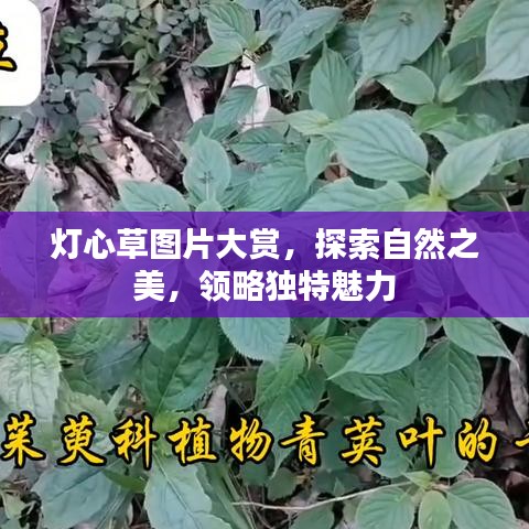 燈心草圖片大賞,探索自然之美,領略獨特魅力