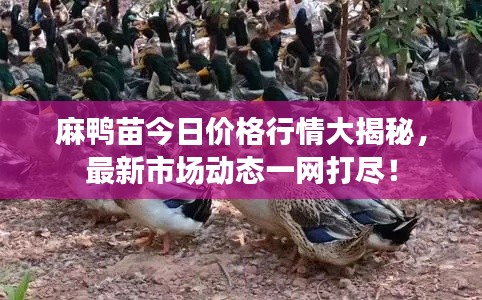 麻鴨苗今日價格行情大揭秘,最新市場動態(tài)一網(wǎng)打盡!