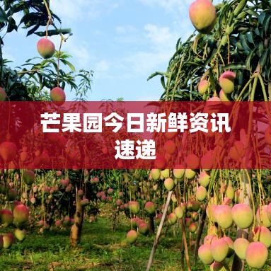 芒果園今日新鮮資訊速遞