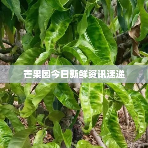 芒果園今日新鮮資訊速遞