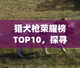 獵犬槍榮耀榜TOP10,探尋最強武器的震撼排名!