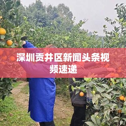 深圳貢井區新聞頭條視頻速遞