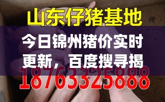 今日錦州豬價實時更新，百度搜尋揭示最新市場動態