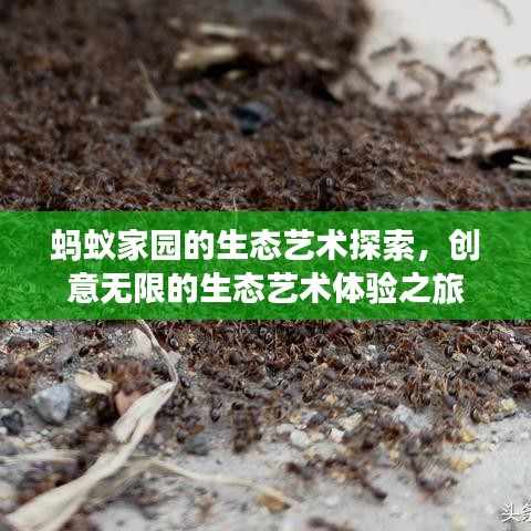 螞蟻家園的生態藝術探索，創意無限的生態藝術體驗之旅