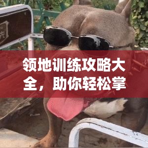 領(lǐng)地訓(xùn)練攻略大全,助你輕松掌握最新訓(xùn)練技巧!