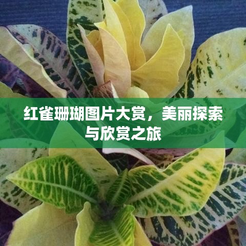 紅雀珊瑚圖片大賞,美麗探索與欣賞之旅