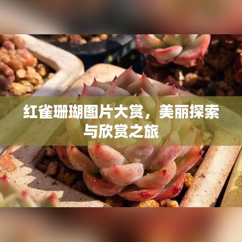 紅雀珊瑚圖片大賞,美麗探索與欣賞之旅