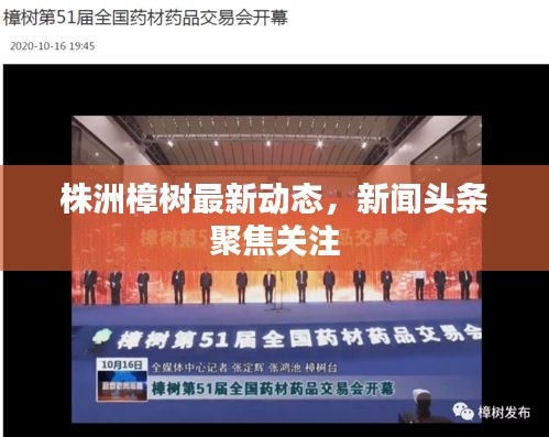 株洲樟樹最新動態,新聞頭條聚焦關注