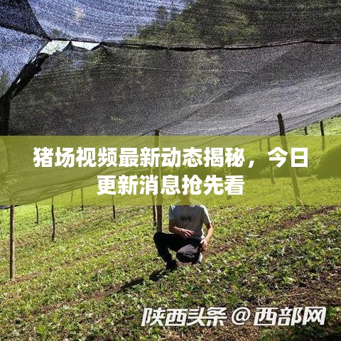 豬場視頻最新動態揭秘,今日更新消息搶先看