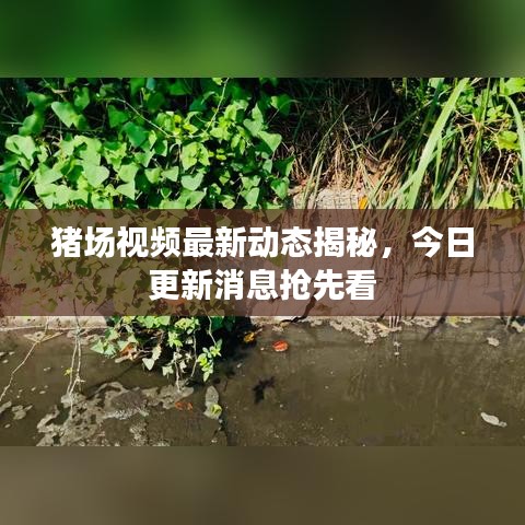 豬場視頻最新動態揭秘,今日更新消息搶先看