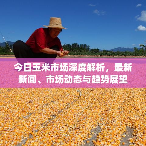 今日玉米市場深度解析,最新新聞、市場動態與趨勢展望