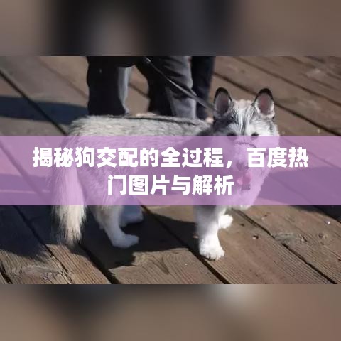 揭秘狗交配的全過程,百度熱門圖片與解析