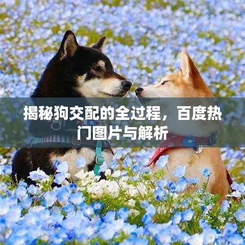 揭秘狗交配的全過程,百度熱門圖片與解析