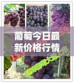 葡萄今日最新價格行情播報