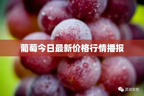 葡萄今日最新價格行情播報