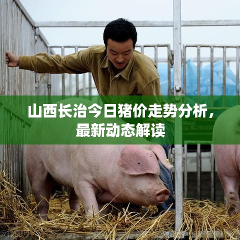山西長治今日豬價走勢分析,最新動態解讀