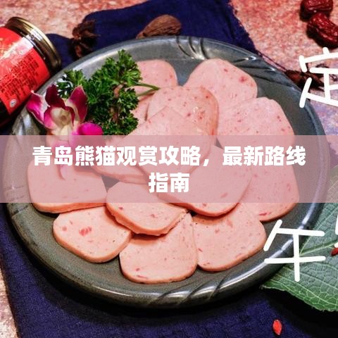 青島熊貓觀賞攻略,最新路線指南