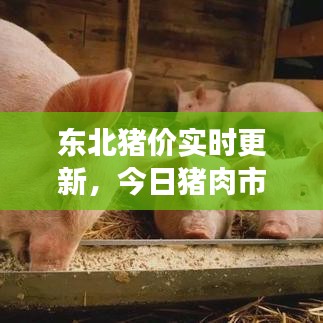 東北豬價實時更新,今日豬肉市場最新動態分析