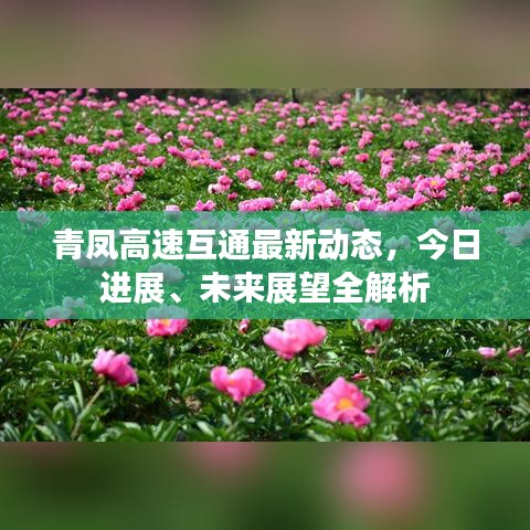 青鳳高速互通最新動(dòng)態(tài),今日進(jìn)展、未來展望全解析