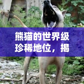 熊貓的世界級珍稀地位,揭秘全球稀有排名榜單