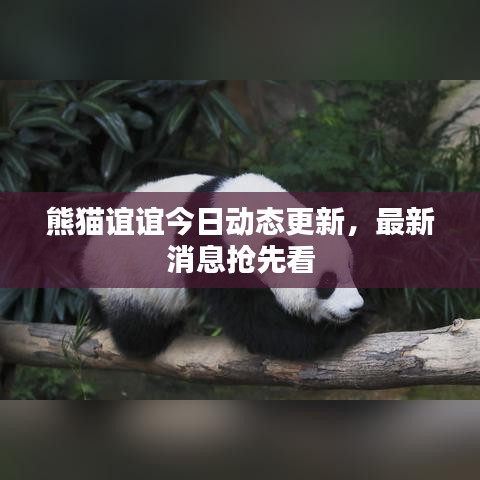 熊貓誼誼今日動態更新,最新消息搶先看