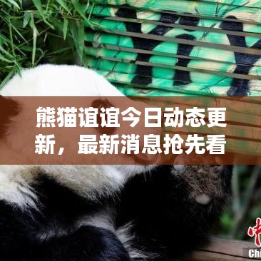 熊貓誼誼今日動態更新,最新消息搶先看