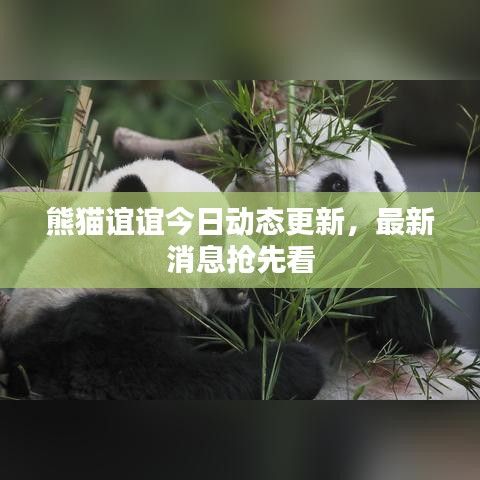 熊貓誼誼今日動態更新,最新消息搶先看
