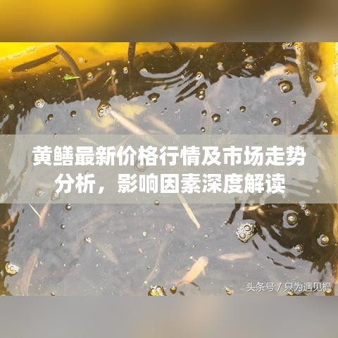 黃鱔最新價格行情及市場走勢分析,影響因素深度解讀