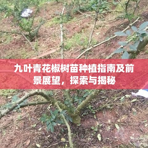 九葉青花椒樹苗種植指南及前景展望,探索與揭秘