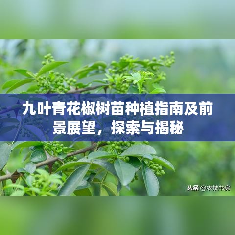 九葉青花椒樹苗種植指南及前景展望,探索與揭秘