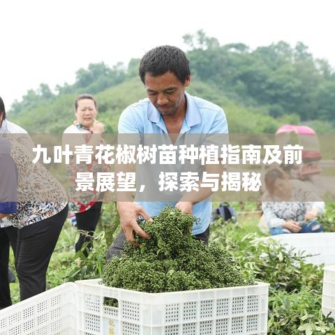 九葉青花椒樹苗種植指南及前景展望,探索與揭秘