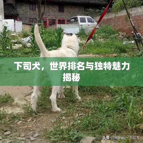 下司犬,世界排名與獨特魅力揭秘