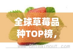 全球草莓品種TOP榜,十大草莓品種爭奇斗艷!