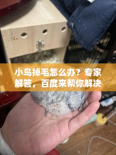 小鳥掉毛怎么辦？專家解答，百度來(lái)幫你解決疑惑！