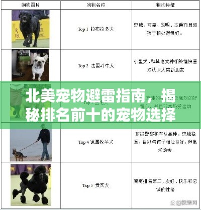 北美寵物避雷指南，揭秘排名前十的寵物選擇