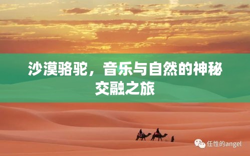 沙漠駱駝,音樂與自然的神秘交融之旅